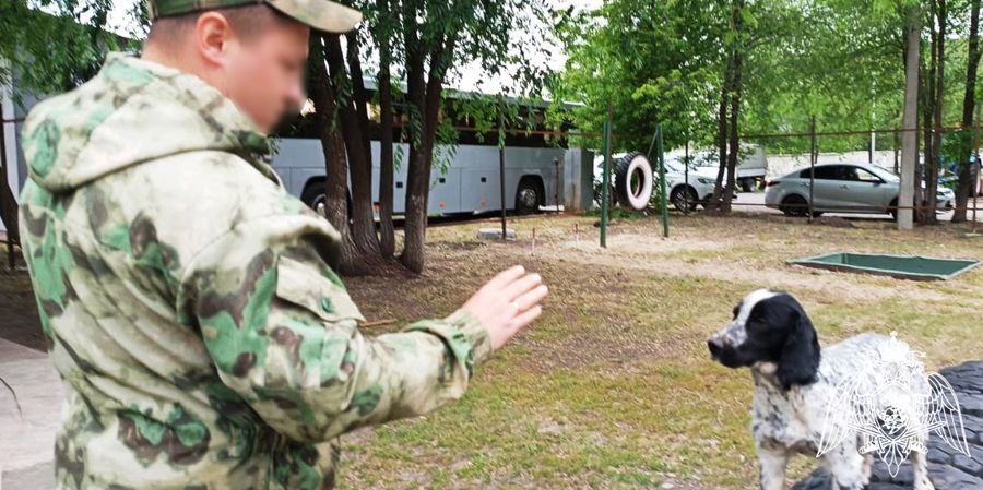 Кинологическая служба Управления Росгвардии по Ульяновской области отмечает свой профессиональный праздник